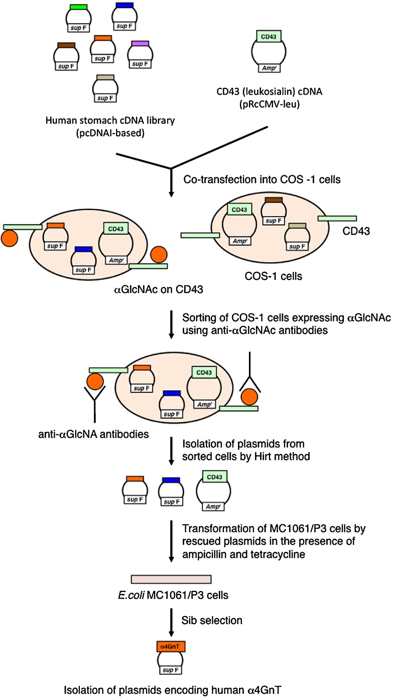 Fig. 4