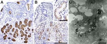 Fig. 5