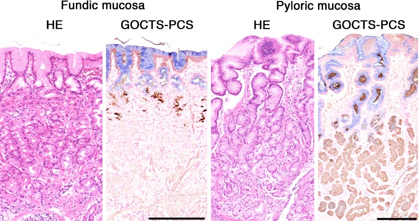 Fig. 1