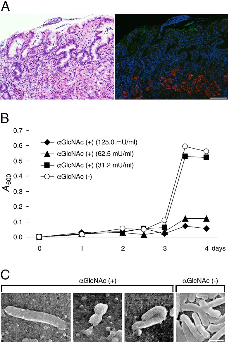 Fig. 7