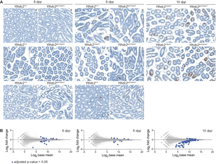 Figure 6—figure supplement 1.