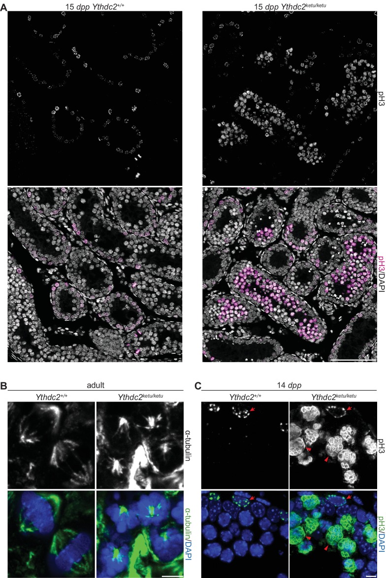 Figure 4—figure supplement 1.