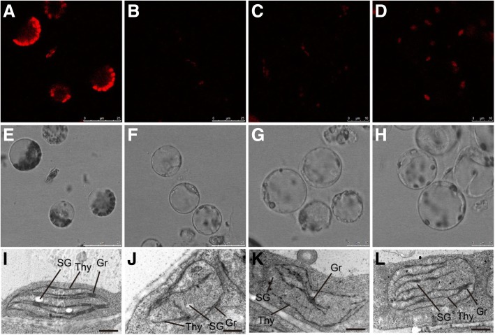 Fig. 5