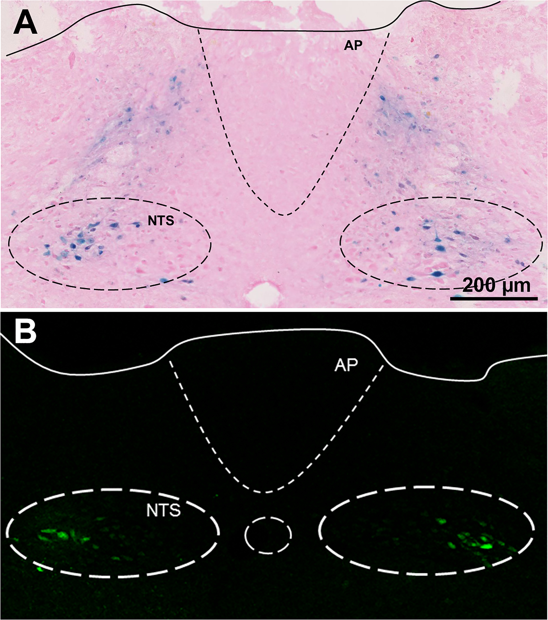 Figure 5.