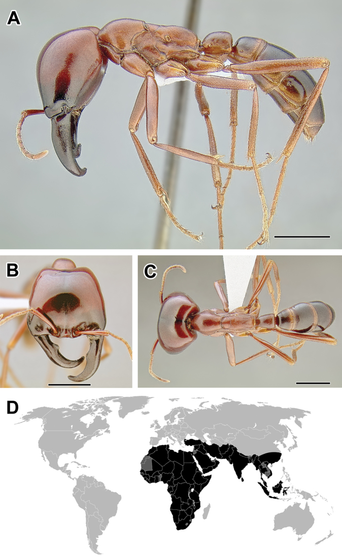 Figure 20.