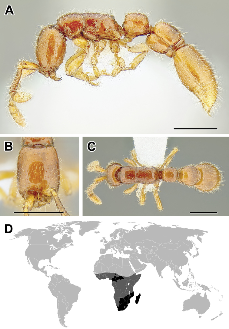 Figure 22.