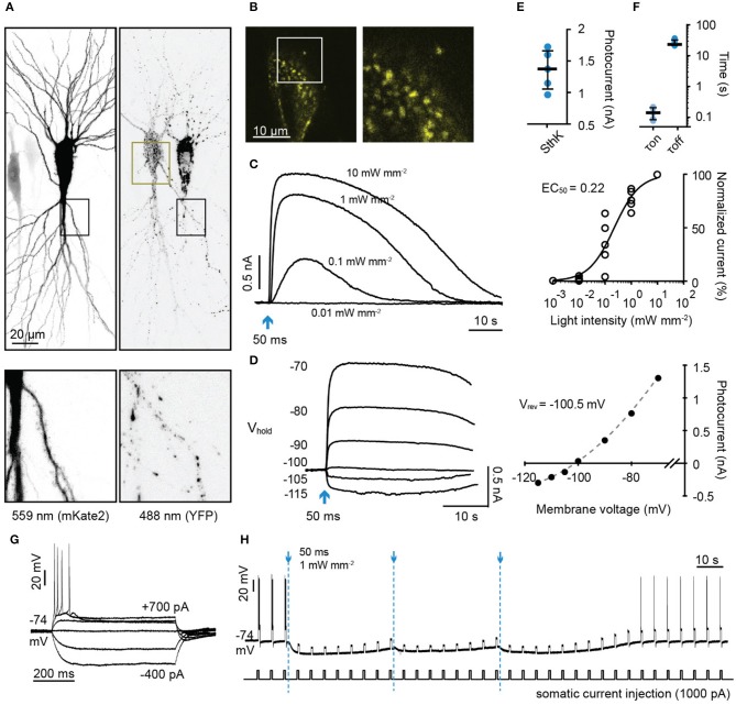 Figure 4