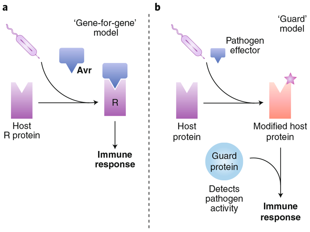 Effector-triggered immunity models in plants.