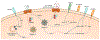 Fig. 3 |