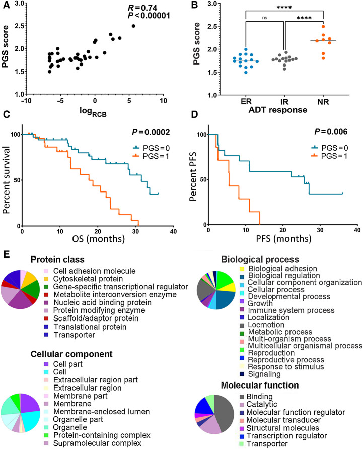 Figure 4. PGS predicted ADT response or clinical outcomes in independent hormone-naïve or CRPC clinical cohorts. A, Single-sample gene set enrichment score of PGS is proportionally related to the residual tumor volumes [RCB, r(35) = 0.74, P < 0.00001] in primary hormone-naïve prostate cancer treated with preoperative ADT (Sowalsky clinical cohort, n = 37). B, In the Sowalsky cohort, the PGS gene set enrichment score is significantly higher in nonresponders (NR) compared with exceptional responders (ER; P < 0.0001) and incomplete responders (IR; P < 0.0001). C and D, Kaplan–Meier estimate of OS or PFS segregated according to the PGS score in SU2C (A, n = 60) and Alumkal (B, n = 25) clinical cohorts. In both cohorts, patients with PGS = 1 had worse outcome than those with PGS = 0 (P = 0.0002 and 0.006, respectively). E, Panther Protein Classification of the PGS genes revealed that the genes were involved in various biological processes.