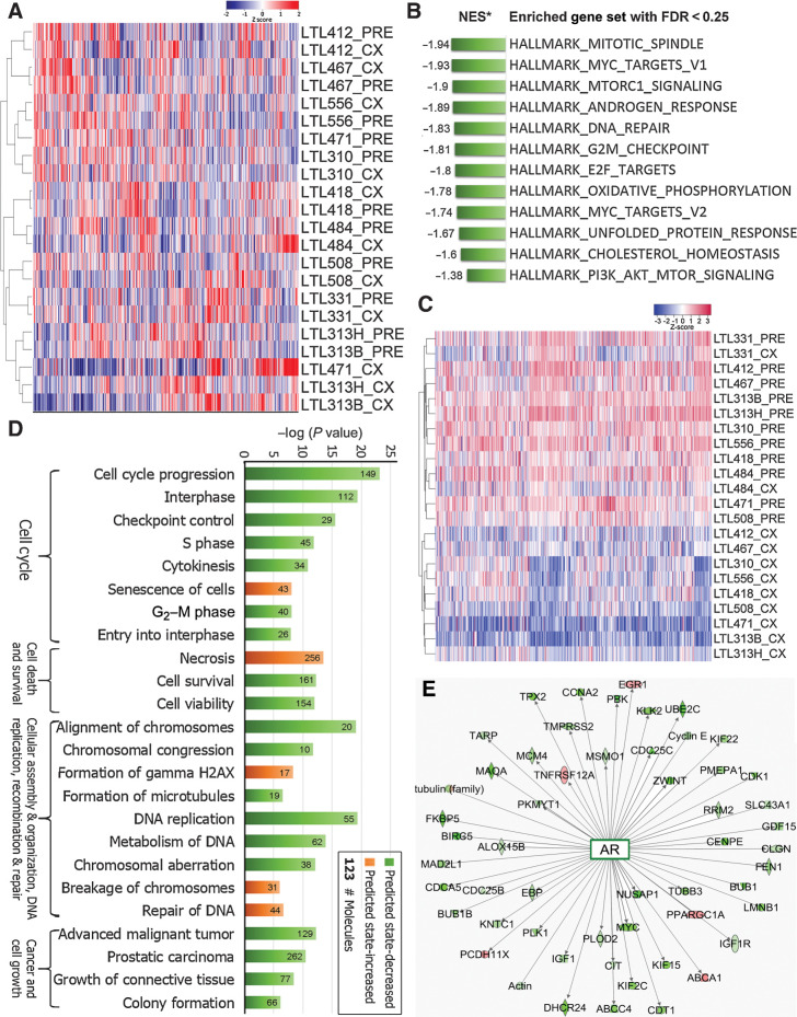 Figure 2. Compared with the precastration PDXs, dormant PDXs showed specific changes in gene expressions. A, genome-wide unsupervised hierarchical cluster showed most dormant (CX) PDXs clustered with their parental precastration (PRE) PDXs. B, GSEA based on whole transcripts without preranking identified 12 significantly enriched gene sets in PRE PDXs (FDR < 0.25). C, Unsupervised hierarchical clustering based on the Leading Edge genes generated by GSEA showed a distinct separation between PRE and most CX PDXs. D, IPA revealed that deregulated pathways were mainly associated with cell cycle, cell death and survival, cellular assembly, DNA repair, and cell growth. E, Fifty-three of 58 differentially-expressed genes that were indicated by IPA to have a direct interaction with AR were downregulated in PDXs of dormant prostate cancer.