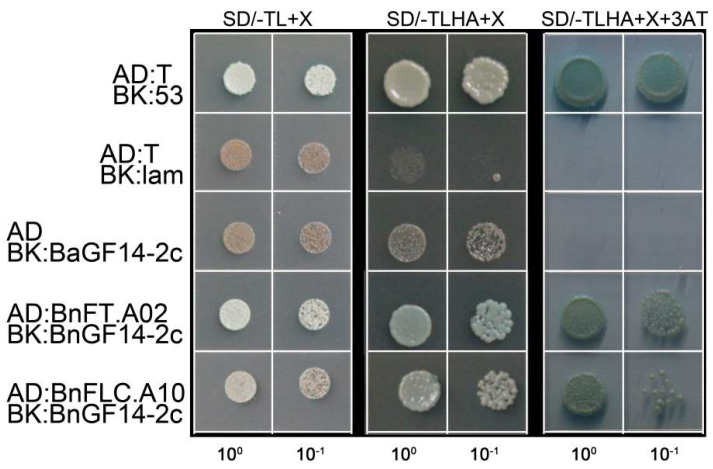 BnGF14-2c Positively Regulates Flowering via the Vernalization Pathway ...