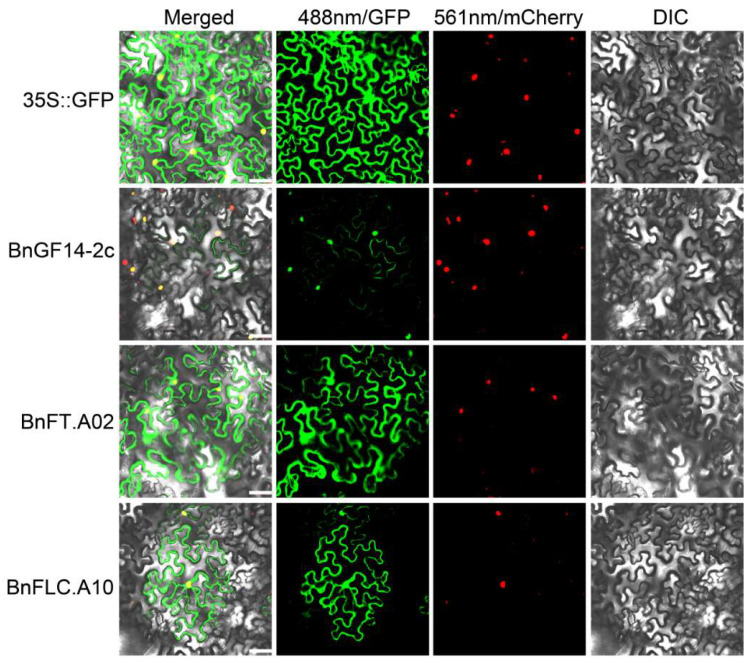 BnGF14-2c Positively Regulates Flowering via the Vernalization Pathway ...