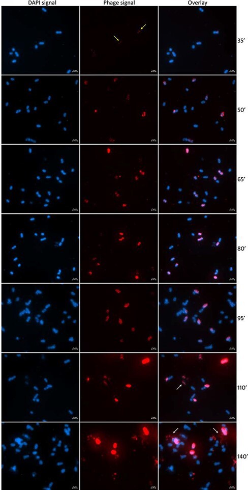 Figure 3.