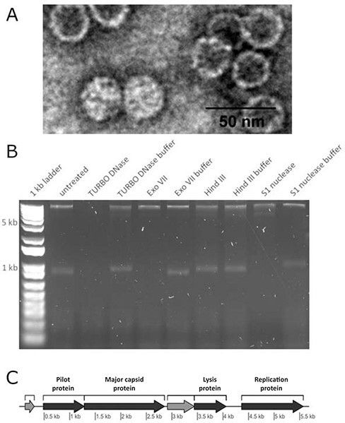 Figure 1.