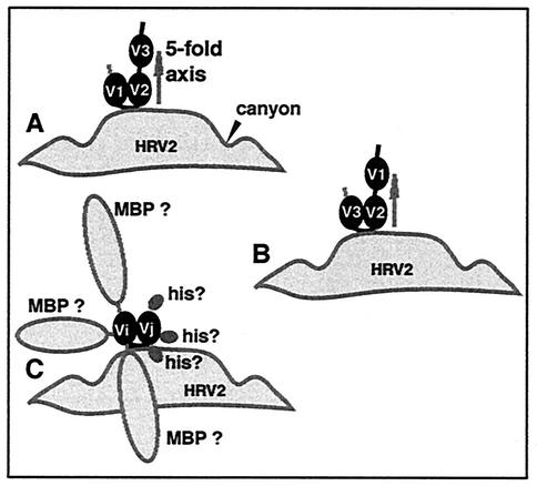 FIG. 2.