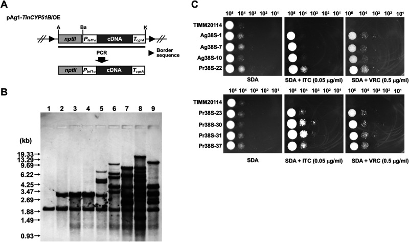 FIG 6