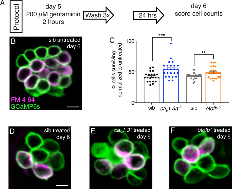 Figure 2—figure supplement 2.