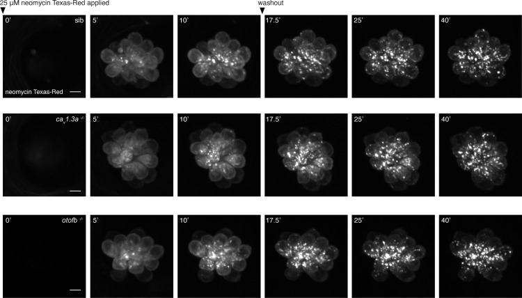 Figure 3—figure supplement 1.