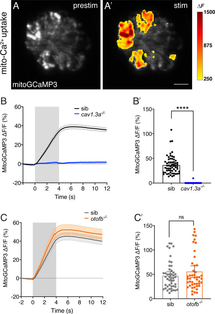 Figure 5—figure supplement 2.