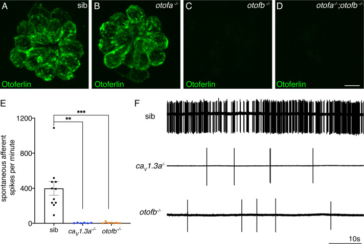 Figure 1—figure supplement 1.