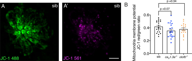 Figure 5—figure supplement 3.