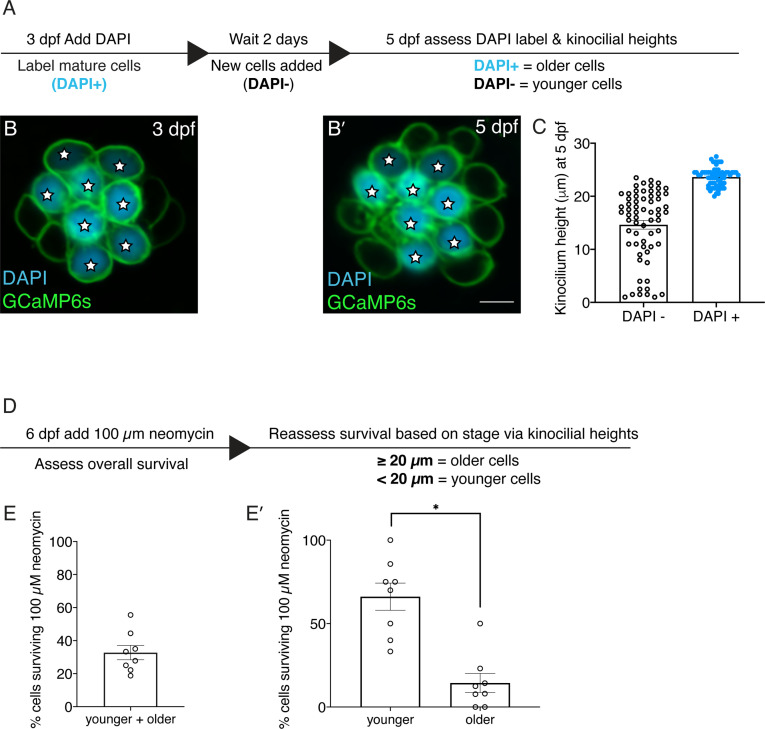 Figure 4—figure supplement 1.