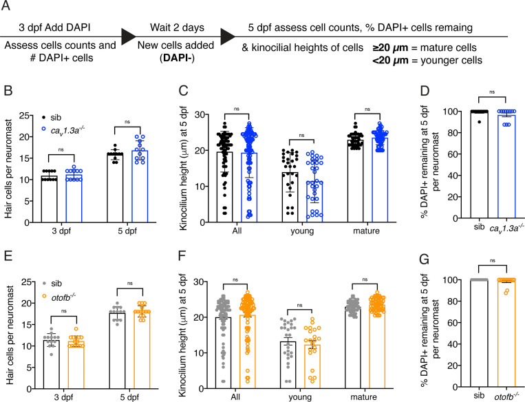 Figure 5—figure supplement 1.