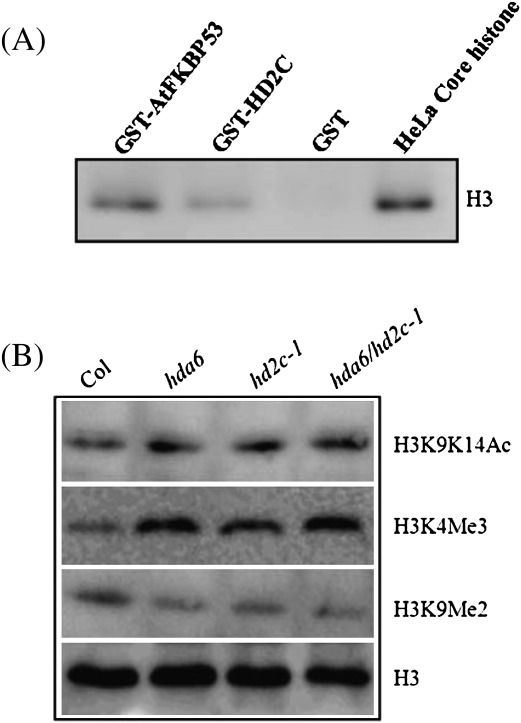 Fig. 9.