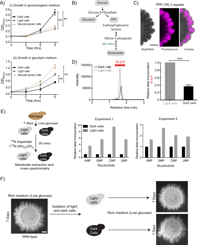 graphic file with name elife-65803-fig1.jpg