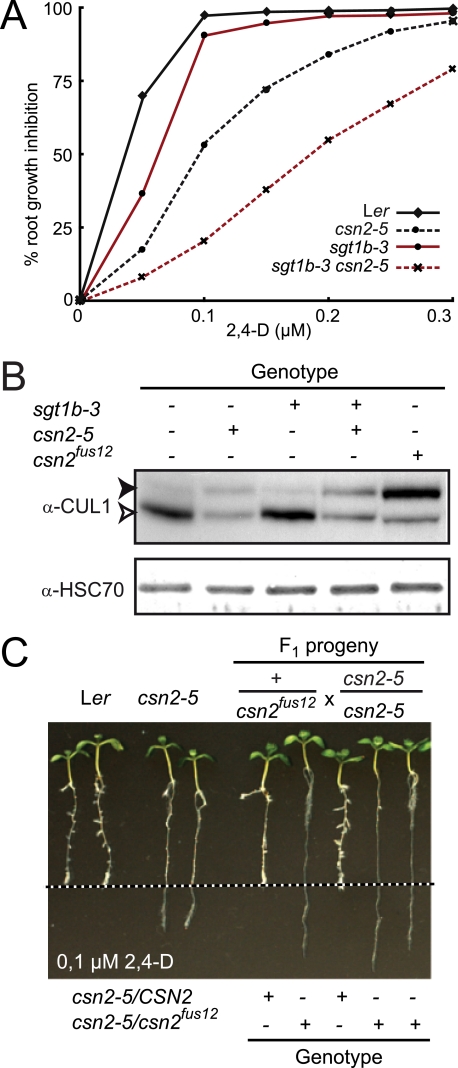 FIGURE 1.