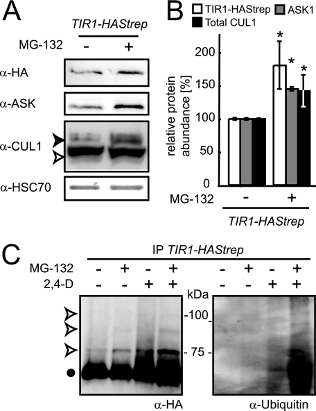 FIGURE 6.