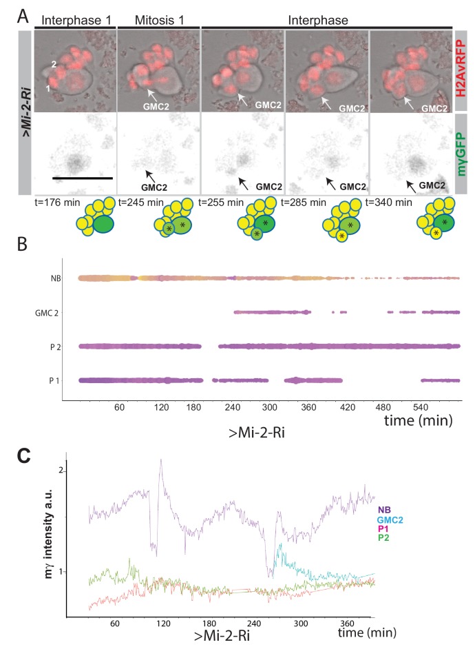 Figure 4—figure supplement 1.