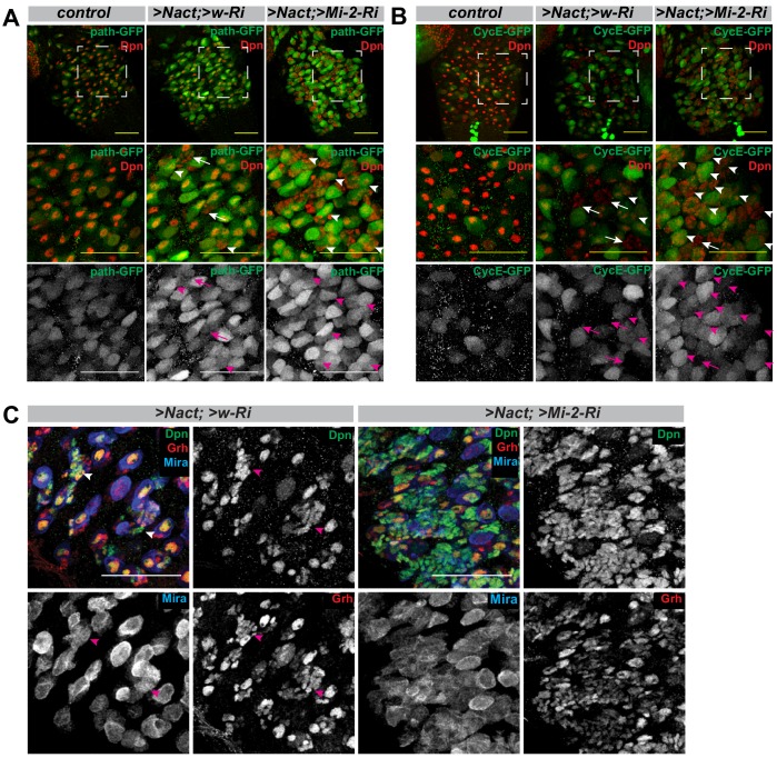 Figure 3—figure supplement 2.