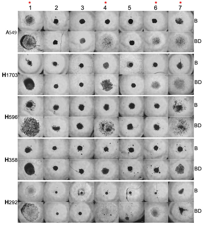 Figure 1—figure supplement 1.