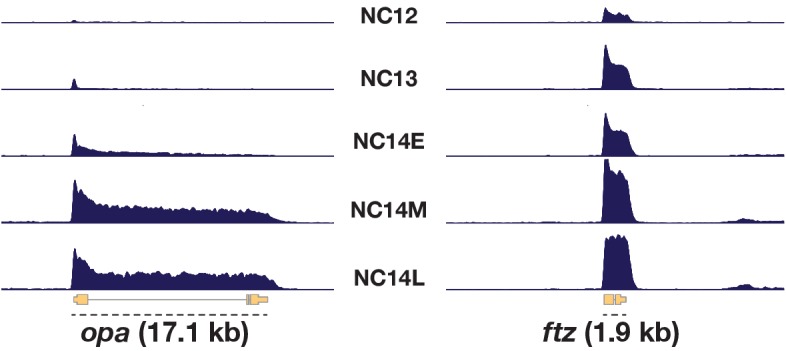 Figure 5—figure supplement 1.