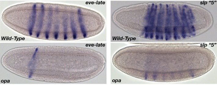 Figure 6—figure supplement 1.