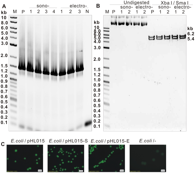 Figure 5