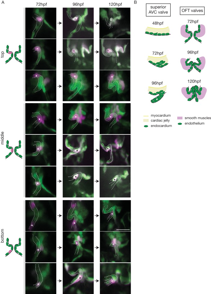 Figure 2—figure supplement 1.