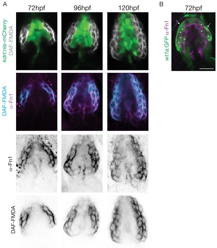 Figure 3—figure supplement 1.