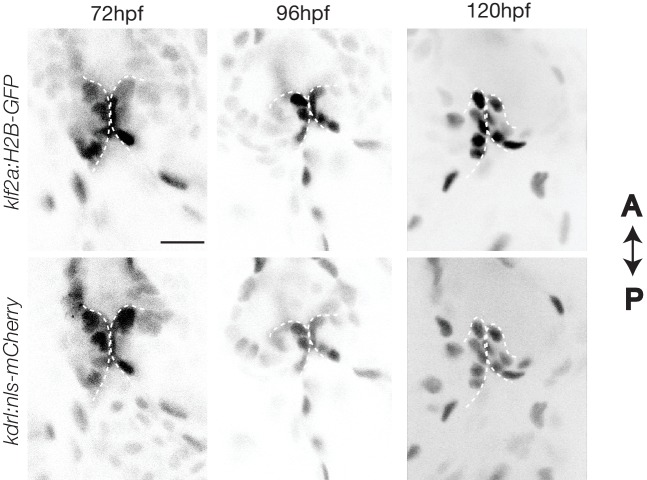 Figure 4—figure supplement 1.