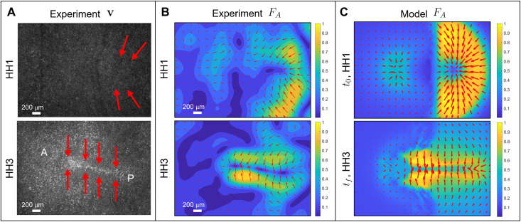 Fig. 3.