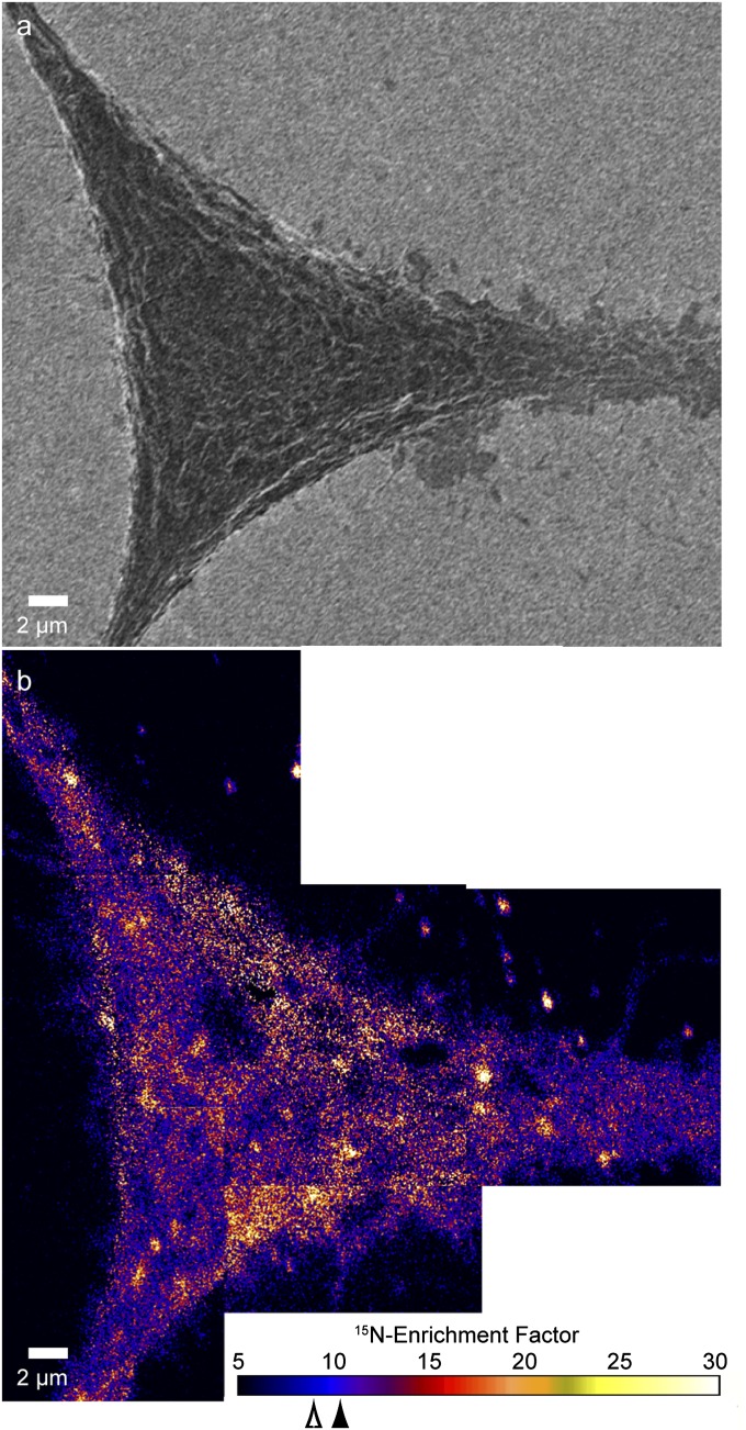 Fig. 6.