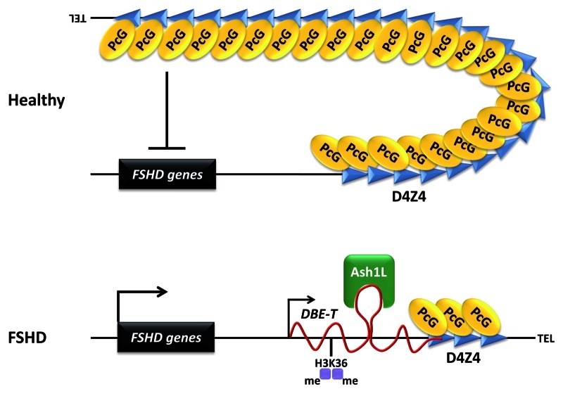 graphic file with name rna-9-1211-g2.jpg