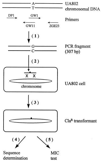 FIG. 1