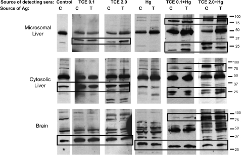 FIG. 8.