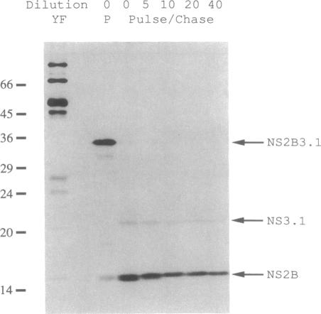 graphic file with name pnas01047-0223-b.jpg