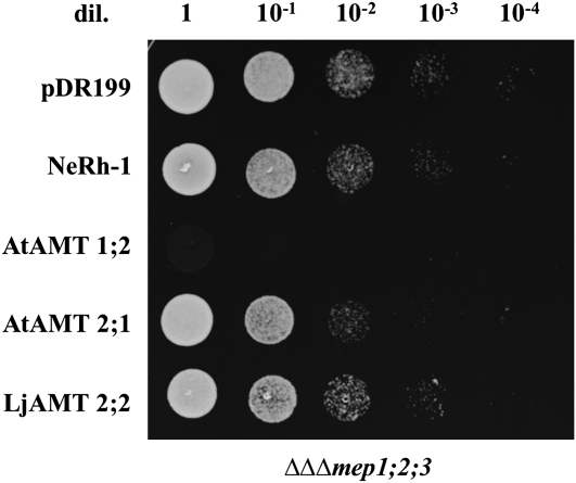 Figure 5.