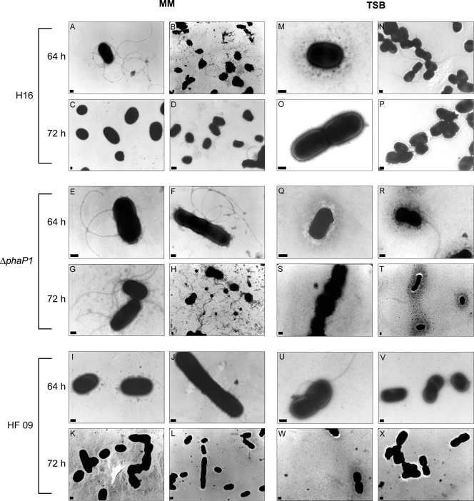 FIG. 8.