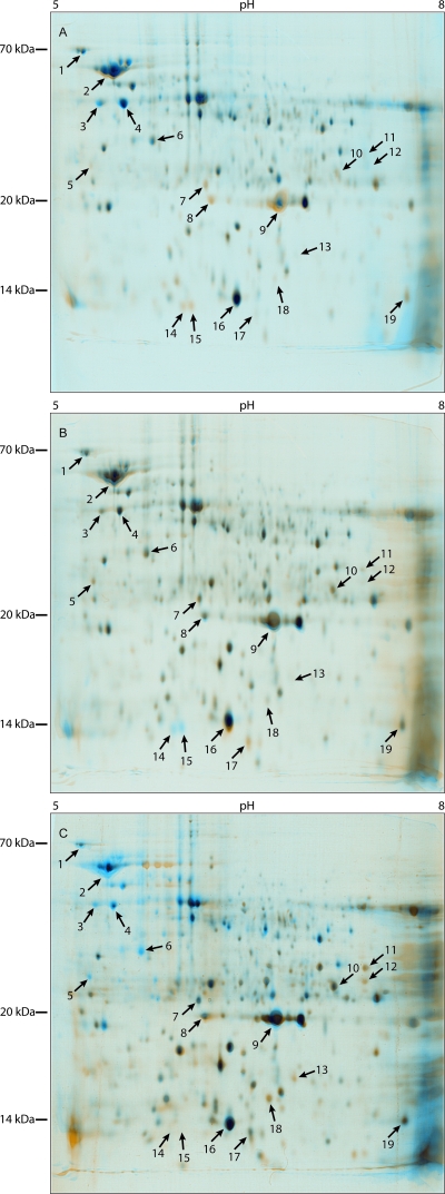 FIG. 3.